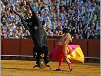 Click image for larger version.&nbsp;

Name:	bull.jpg&nbsp;
Views:	350&nbsp;
Size:	35.4 KB&nbsp;
ID:	10302