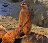 Click image for larger version.&nbsp;

Name:	funny0046.jpg&nbsp;
Views:	406&nbsp;
Size:	52.9 KB&nbsp;
ID:	13628