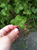 Name:  another 4 leaf.jpg
Views: 935
Size:  6.6 KB
