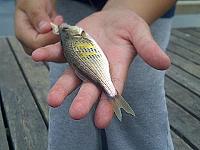 Click image for larger version.&nbsp;

Name:	IMG-20110830-00894 (Small).jpg&nbsp;
Views:	54&nbsp;
Size:	50.6 KB&nbsp;
ID:	27428