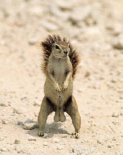 Name:  Squirrel-Nuts.jpg
Views: 1608
Size:  30.7 KB