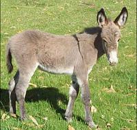 Click image for larger version.&nbsp;

Name:	donkey.jpg&nbsp;
Views:	114&nbsp;
Size:	21.1 KB&nbsp;
ID:	33683