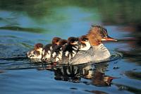 Click image for larger version.&nbsp;

Name:	pictures_12.jpg&nbsp;
Views:	266&nbsp;
Size:	42.5 KB&nbsp;
ID:	9762