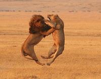 Click image for larger version.&nbsp;

Name:	selection_154_55.jpg&nbsp;
Views:	257&nbsp;
Size:	44.1 KB&nbsp;
ID:	9764