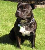 Staffie111's Avatar
