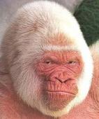 the-vanilla-gorilla's Avatar